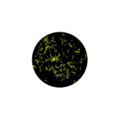 Auramine-O Stain, 8oz.